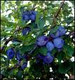 Damson_plums_3 Damson_plums_3