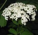 Elderflower_2