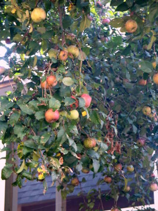 Lavendar, Fairy Houses, and Fire 035