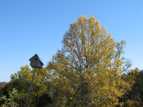 Stuga, autumn,halloween,cooking outside 139