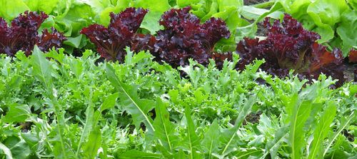 Moonlight gardening2