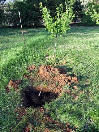 Fixing and tree planting 015