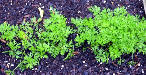 Nifties,garden_0069_edited-1