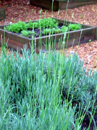 Nifties,garden_0067_edited-1