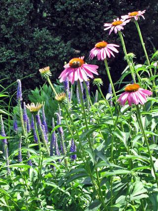 Midsummer weekend_0325_edited-1