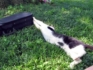 Midsummer weekend_0320_edited-1