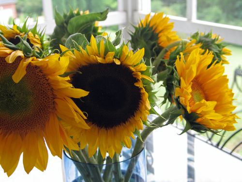 Bookphotos,sunflowers,new_0606_edited-1