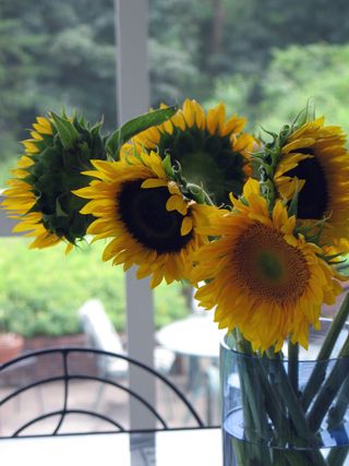 Bookphotos,sunflowers,new_0609_edited-1