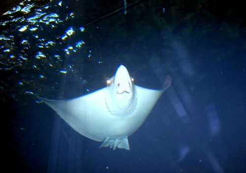 Gaitlinburg,stuga,knitting_1285