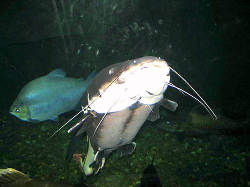 Gaitlinburg,stuga,knitting_1205