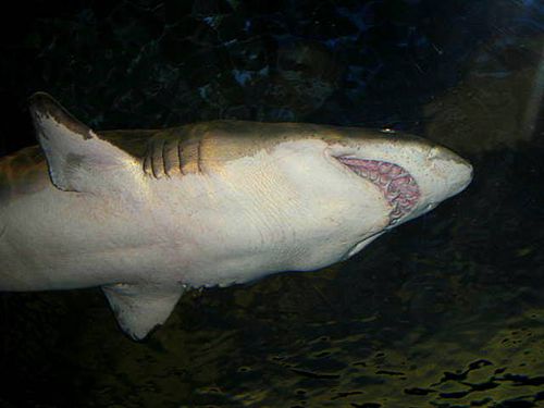 Gaitlinburg,stuga,knitting_1231