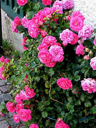 Karlskrona and Visby day 1 118