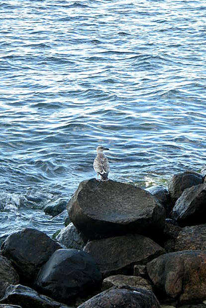 Karlskrona and Visby day 1 141