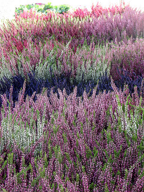 Karlskrona and Visby day 1 082