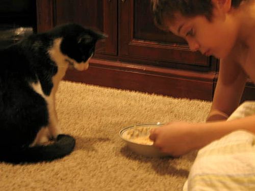 Katten stuga, and play_2232