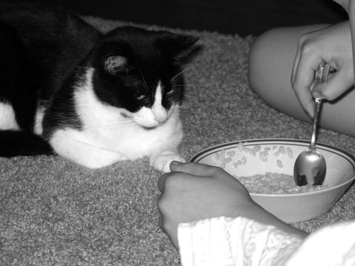 Katten stuga, and play_2237-1