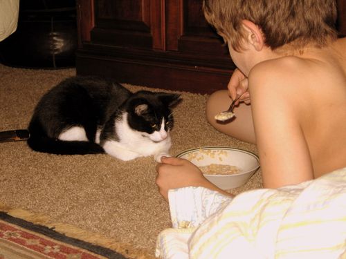 Katten stuga, and play_2236-1