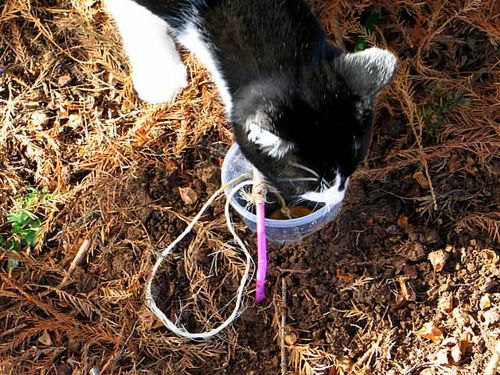 Fairy house recital_2832