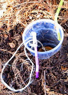 Fairy house recital_2827