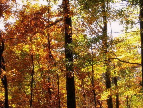 Halloween,Fall,JIAB,Yarn_2569