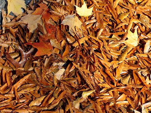 Halloween,Fall,JIAB,Yarn_2538