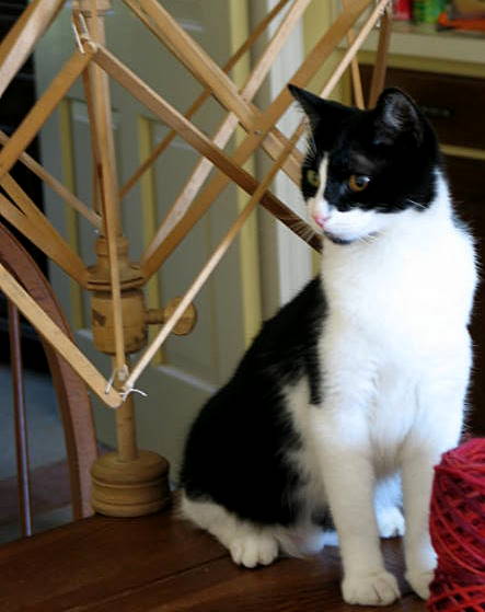 Halloween,Fall,JIAB,Yarn_2516