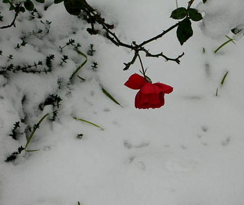 Jul blogs snow_3296-1