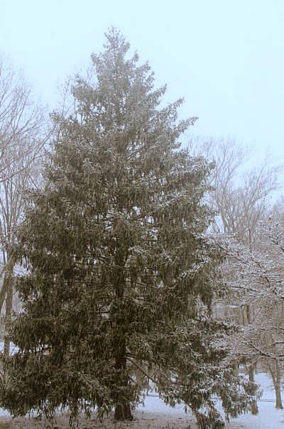 Jul blogs snow_3286-1