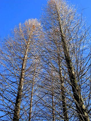 The Un Rainy Day_3802