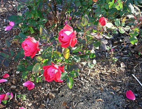 Vintage and Snow_3171