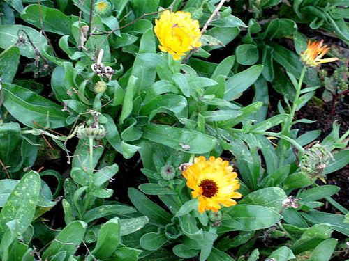 Fairy house recital_2813