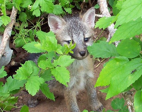 Fox kit
