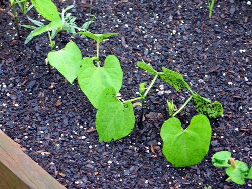 Nifties,garden_0064_edited-1