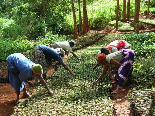 Kenyan women planting