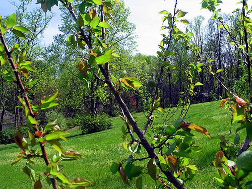 Fixing and tree planting 006