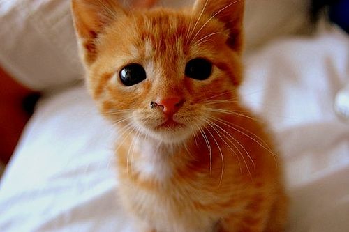 28396_1357708271884_1506810059_30970229_1042519_n