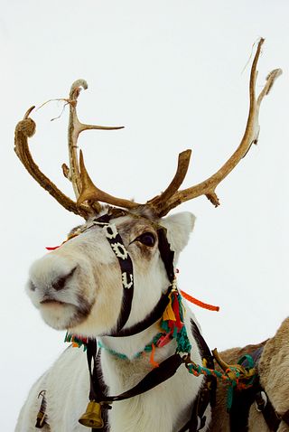 Christmas reindeer 2 Christmas reindeer 2