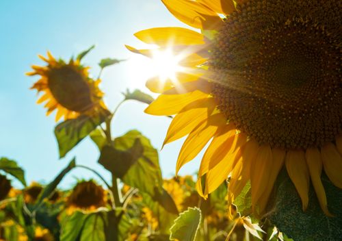 Sunflower2 Sunflower2