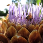 Thumbs_bees_on_thistle_mastered2