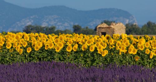 Sunflowers and lavender