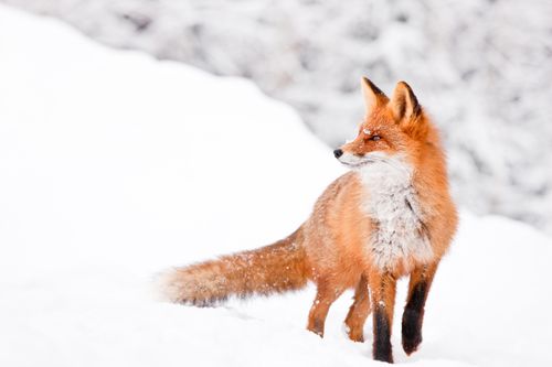 Winterfox